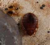 photos of Bed Bugs Dangers Of The Bite