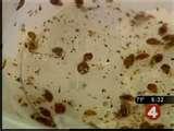 images of Bed Bugs Tv Program