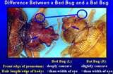 Bed Bugs Just Born