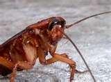 My Bed Bugs Tv Show images