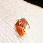 images of Bed Bugs Tv Program