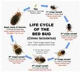pictures of Bed Bugs Ohio News