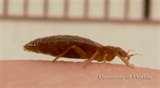 images of Bed Bugs Just Born