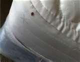 My Bed Bugs Tv Show images