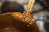 Bed Bugs Korea