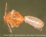 photos of Bed Bugs Just Born