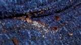 images of Bed Bugs Just Born
