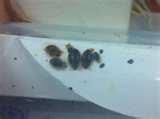 images of Bed Bugs Ohio News
