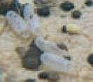 images of Bed Bugs Just Born