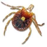 Bed Bugs Swollen Lymph Nodes photos