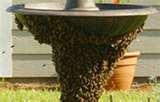 pictures of Bed Bugs Swollen Lymph Nodes