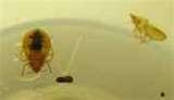 Bed Bugs Swollen Lymph Nodes images