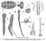 pictures of Bed Bugs Silk