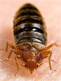 pictures of Bed Bugs 911