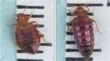 photos of Bed Bugs Agriculture