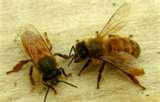 Bed Bugs Swollen Lymph Nodes photos