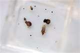 Bed Bugs Silk pictures