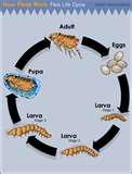Bed Bugs Swollen Lymph Nodes images