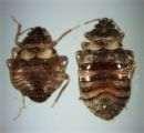 Bed Bugs Silk photos