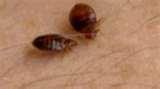 Bed Bugs Www Abc View Com