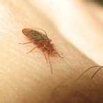 pictures of Bed Bugs Opera New York