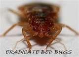 photos of Bed Bugs Eradicate