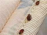 images of Bed Bugs Www Abc View Com
