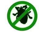 Bed Bugs Www Abc View Com pictures
