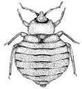 Bed Bugs E17 images