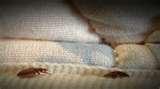 images of Bed Bugs Www Abc View Com