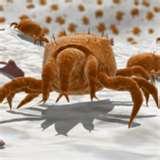 Bed Bugs Weakness