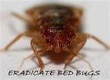 Bed Bugs Eradicate photos