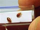 pictures of Bed Bugs Www Abc View Com