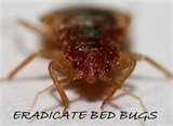 Bed Bugs Eradicate