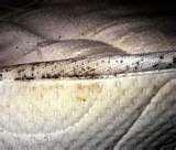images of Bed Bugs Eradicate