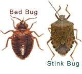 photos of Bed Bugs Bc Housing