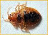 Bed Bugs Epa Summit photos