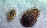 Bed Bugs Epa Summit pictures