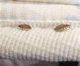 pictures of Bed Bugs Survive