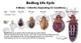 Bed Bugs Live In Wood photos