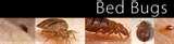 Bed Bugs Survive pictures
