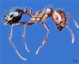 Bed Bugs Virgin Islands photos