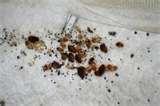 Bed Bugs Epa Summit