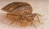 Bed Bugs Epa Summit pictures