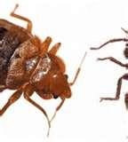 photos of Bed Bugs Epa Summit