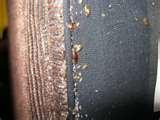 Bed Bugs Prevention Hotels photos