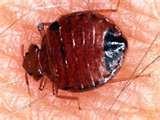 photos of Bed Bugs Cbs News