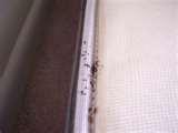 Bed Bugs Exterminator Prices pictures