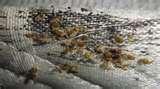 Bed Bugs Prevention Hotels