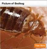 images of Bed Bugs Prevention Hotels